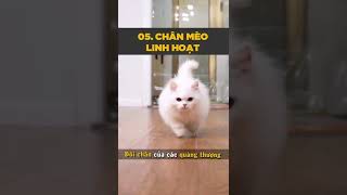 7 bí mật về đôi chân mèo khiến bạn phải “ngã ngửa” #pets #shorts #tuitienpet #cat