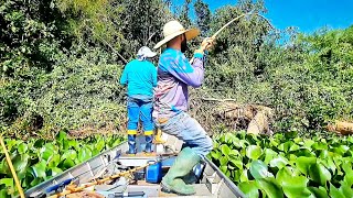 ESSE PEIXE SEMPRE FICA AONDE VOÇÊ MENOS ESPERA /PESCARIA DE TRAÍRA COM VARA DE BAMBU NO RIO PARANÁ.