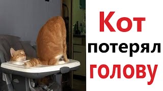 ПРИКОЛЫ! КОТ ПОТЕРЯЛ ГОЛОВУ - МЕМЫ!!! Смешные видео – Доми шоу!