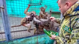 These monkeys tear apart and EAT SELF-LIKE!