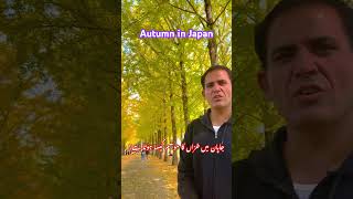 Autumn in Japan, Golden trees, Golden carpet,جاپان میں خزاں کا موسم کیسا ہوتا ہے؟, Weathers in Japan