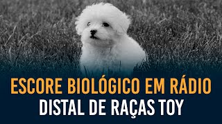 Escore biológico em rádio distal de raças toa