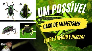 UM POSSÍVEL CASO DE MIMETISMO ENTRE INSETO E ANFÍBIO!