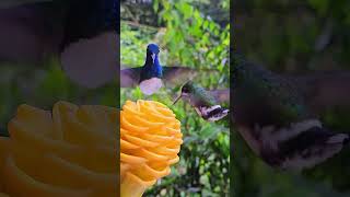 Hummingbirds Fly to a Flower to Drink Water #shorts