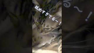 手術後、傷の周りが気になる猫 #Shorts #猫