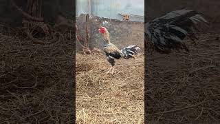 chicken booster farming #chickenfeeding #jathikollapempakam