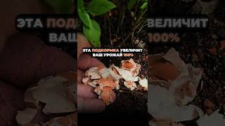 ЭТА ПОДКОРМКА увеличит ваш урожай #урожай #дача #огород #подкормкарассады