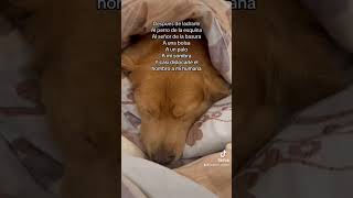 Perro golden #goldenretriever #viral #reels #اكسبلور #tiktok #pets #love #trending #cute#fyp#explore