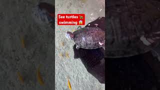 See turtles 🙀 swimming with colorful dolphins🐬#shorts #youtubechannel #youtubeshorts#youtubevideos