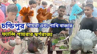 Cheapest fancy pigeon & exotic bird market #fancypigeon #exotic_pigeon   #chandipur_pigeon_market