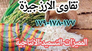 مميزات ومواصفات تقاوى الارز جيزة ١٧٧-١٧٨-١٧٩