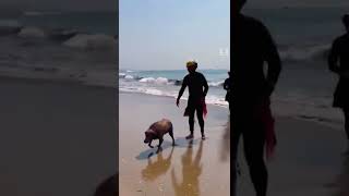 Lifeguards in Southern California used a jet ski to save a dog