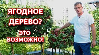 Смородина на дереве? Это можно легко организовать! Смородина на штамбе.