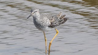 Lesser Yellowlegs 4K