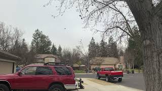 Crows Chasing Off Hawk