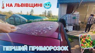 Перший приморозок на Львівщині. Спасаємо городину