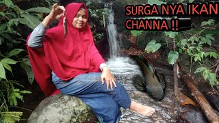 Mancing ikan Channa Limbata |Surganya Ikan Channa