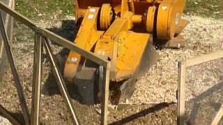 Grinding large silver maple stump