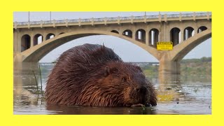 Very Cool Beaver Video