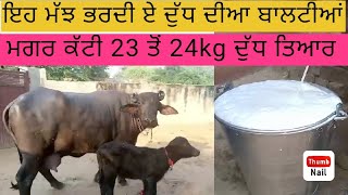 ਇਹ ਮੱਝ ਭਰਦੀ ਏ ਦੁੱਧ ਦੀਆ ਬਾਲਟੀਆਂ ਮਗਰ ਕੱਟੀ 23 ਤੋਂ 24kg ਦੁੱਧ ਤਿਆਰ 9466678442 ਚੈਨਲ ਜ਼ਰੂਰ subscribe ਕਰਿਓ