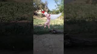 cat 😺 funny # dance 😂 viral # video 😍 trending # short 🙏