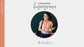 Высшая нервная деятельность  Рефлексы | Биология 7 класс #53 | Инфоурок