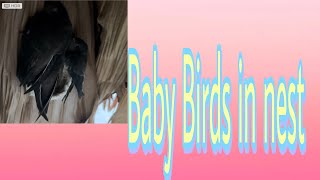 ### Babies Birds now growing almost mature age now @@