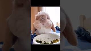 eating rabbit#shorts #shortsvideo #youtubeshorts #pets #rabbit #subscribe #like