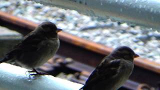 Sparrows at South Station