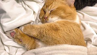 😂 Funniest Cats and Dogs Videos 😺🐶 || 🥰😹 Hilarious Animal Compilation №462