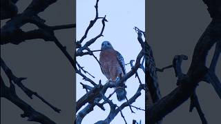 Red-shouldered Hawk🐦Sunrise Stretch #redshoulderedhawk