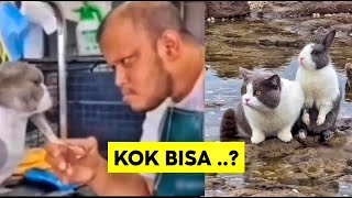 SANGAT LUCU.! Gerakan kucing bisa sama dengan hewan lain dan wajah yang sama dengan manusia 🙀