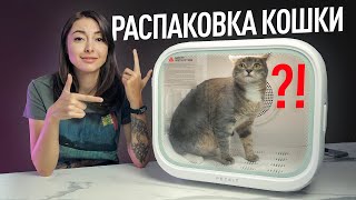 Топ гаджетов для кошек и собак: автоматический лоток PETKIT PURA MAX, сушка AIRSALON MAX и др.