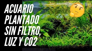 Acuarios sin filtro es posible? |Vallisnerias y potos en mi acuario | Biología y mas