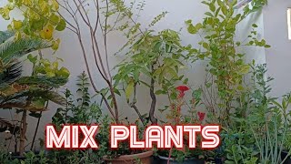 Mix Plants