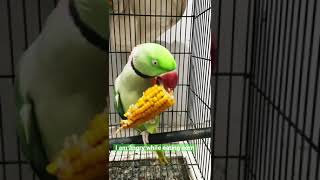 Angry parrot eating corn #alexandrineparakeet #parrot #cute #corn #dinner #angry