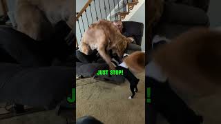 Where is his off button? #goldenretrieverlife #goldenretrievers #funnydogvideos