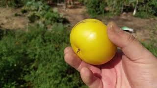 Week #14 2020 Update: Tomatopalooza! Finally Taking A Look At Our Tomato Varieties.