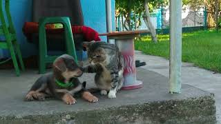 Interesting relationship between a cat and a dog. How a cat raises a dog.