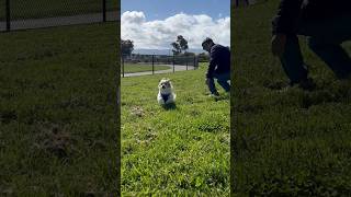 My dog don’t want a hug from daddy 🐶🐩 #cutedog