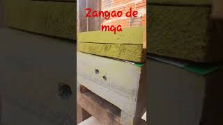 Zangao de mandacaia a espera de uma princesa