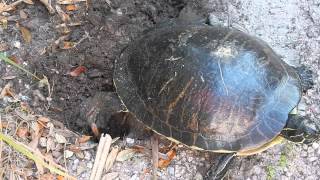 Peninsula Cooter Digging a Nest