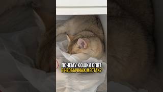 Почему кошки любят спать в необычных местах?🐱💤