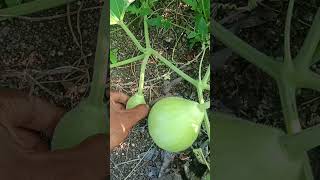 New technique for Loki growing #plants #agriculture #garden #kisani #fruitgrafting #fruitsnackia