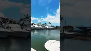 Whale harbor Marina Islamorada FL