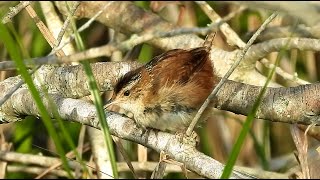 Marsh Wren  -  Pat O'Neil Bird ID's