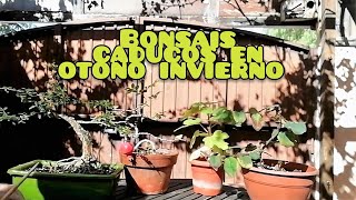 BONSAI CADUCO EN OTOÑO   INVIERNO. (CONTINUACIÓN...)