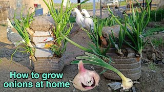 Growing onions at home ( 1 ) زراعة البصل في المنزل