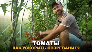 ТОМАТЫ БУДУТ СОЗРЕВАТЬ БЫСТРЕЕ. Какой нужен уход за томатами в период созревания.