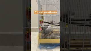 ببغاء الكاسكو #casco_parrot #كاسكو #parrot #birds #cockatiel #youtubeshorts #youtubevideo